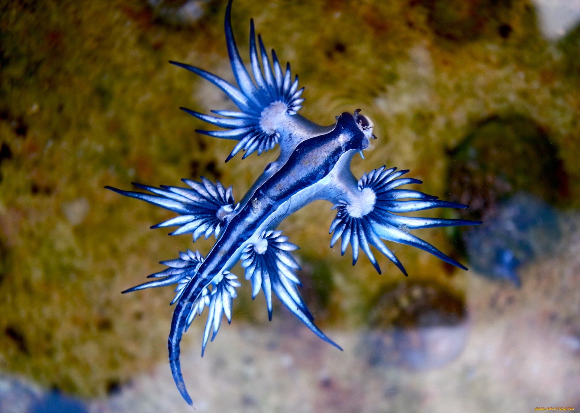Морской Голожаберный моллюск голубой дракон